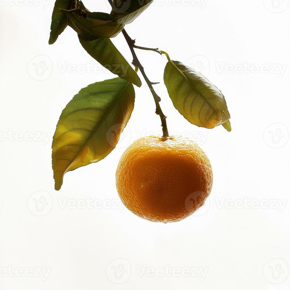 A single orange on a branch photo