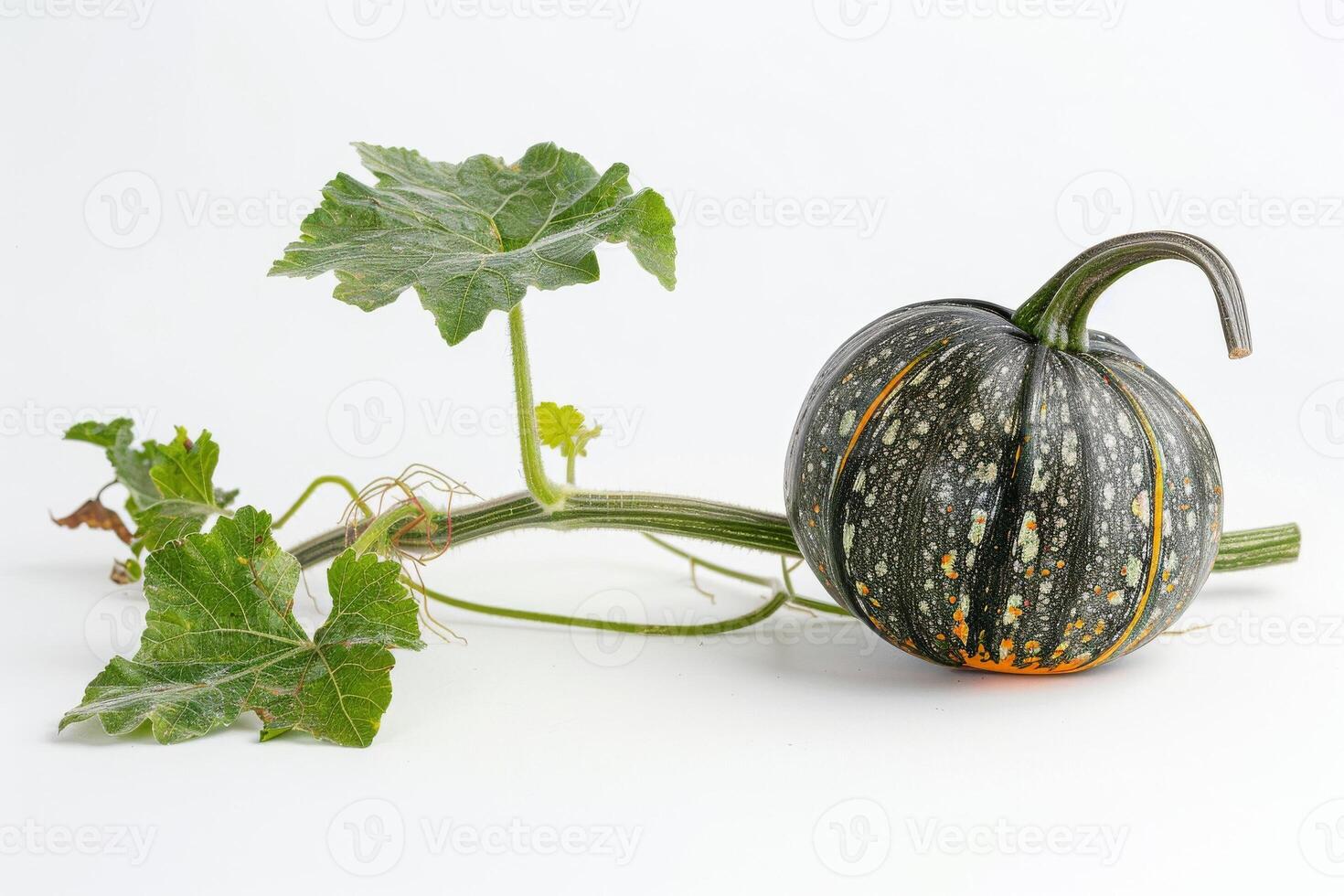 A small pumpkin with leaves on a white background photo
