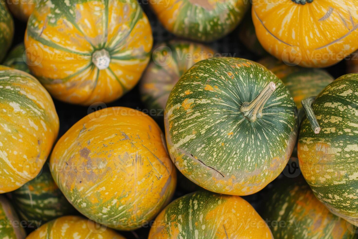 A close up of a bunch of green and yellow pumpkins photo