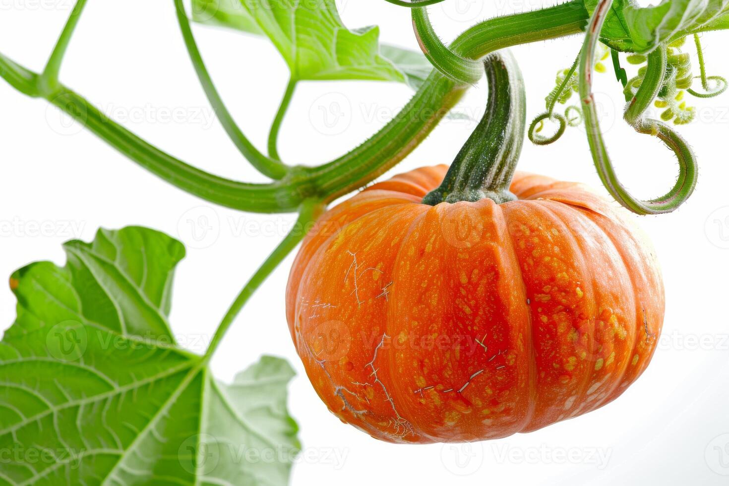 A pumpkin hanging on a vine with leaves photo