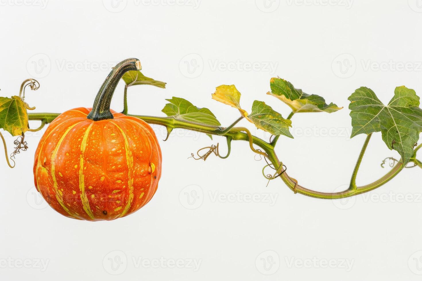 A pumpkin is hanging from a vine with leaves photo