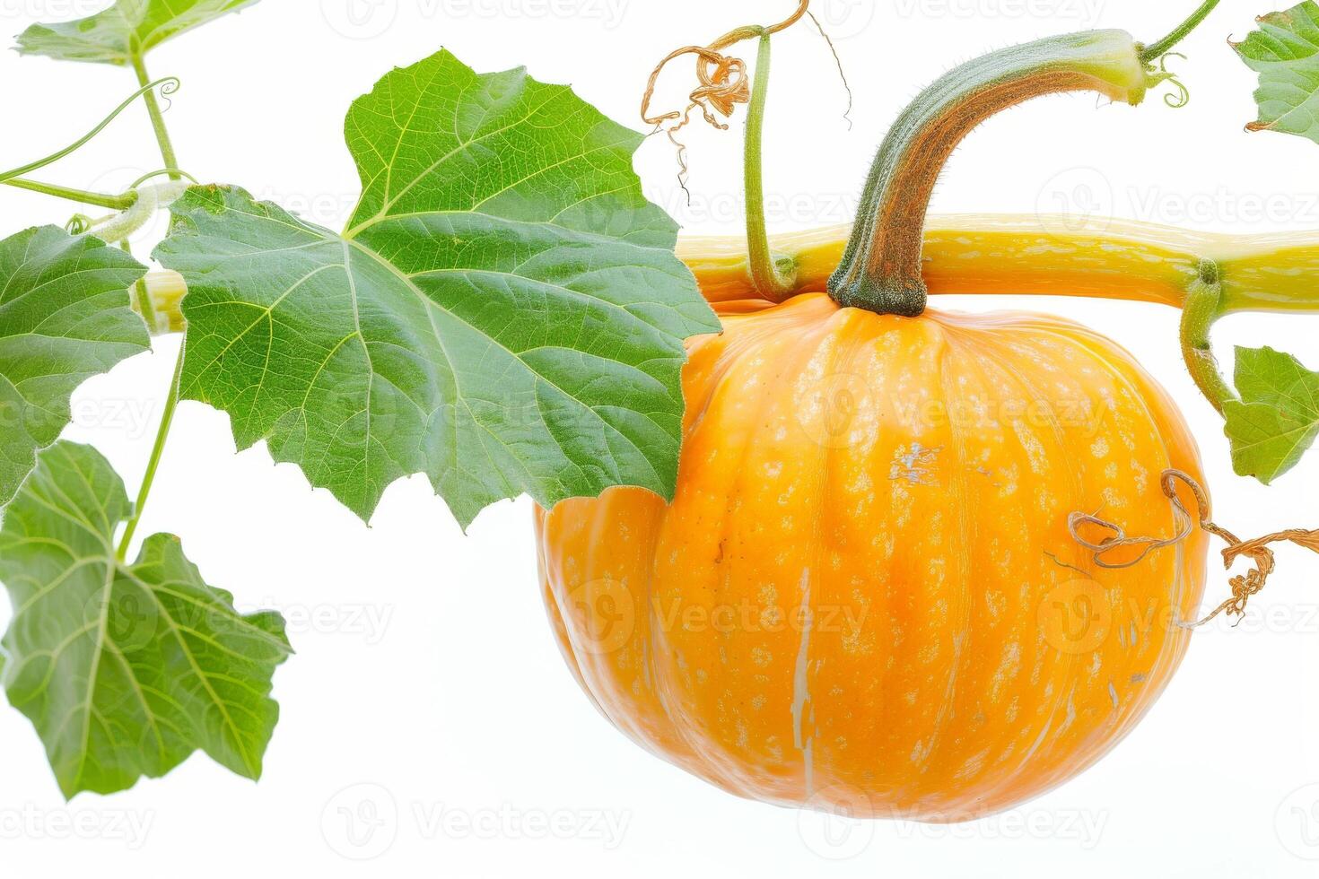 A pumpkin is hanging from a vine with leaves photo