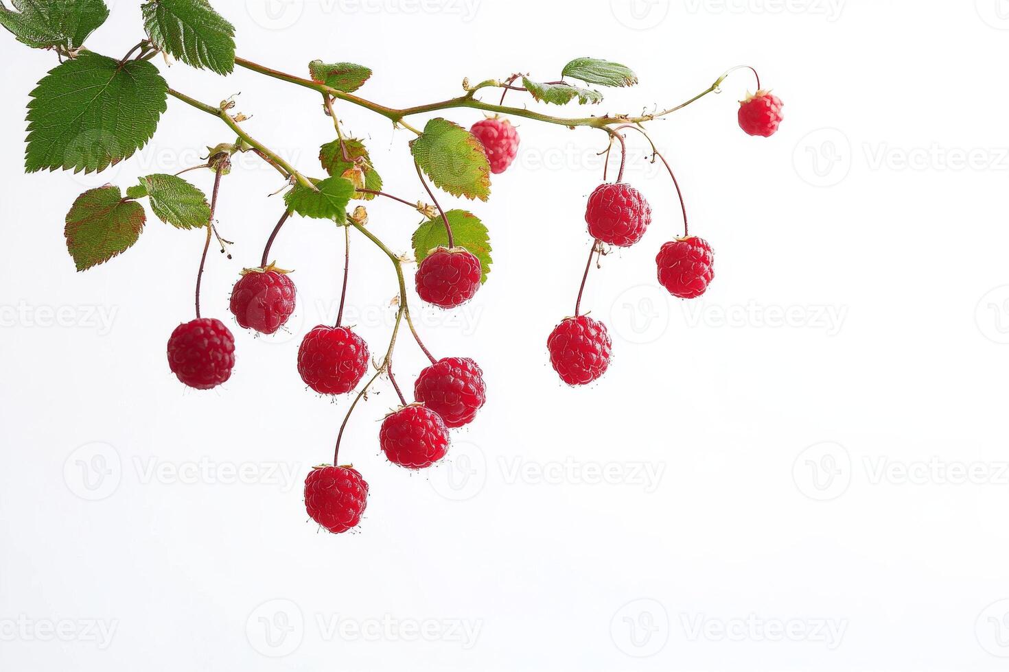 Raspberries on a branch photo