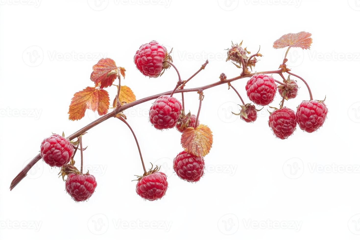 Raspberries on a branch with leaves and leaves photo