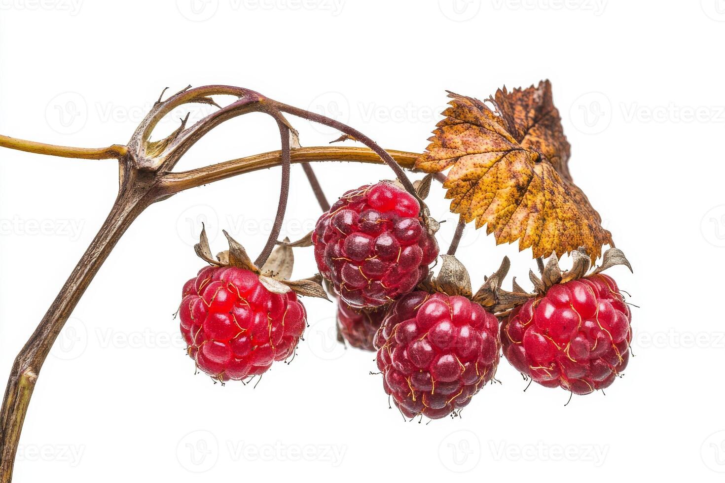 A bunch of raspberries on a branch photo