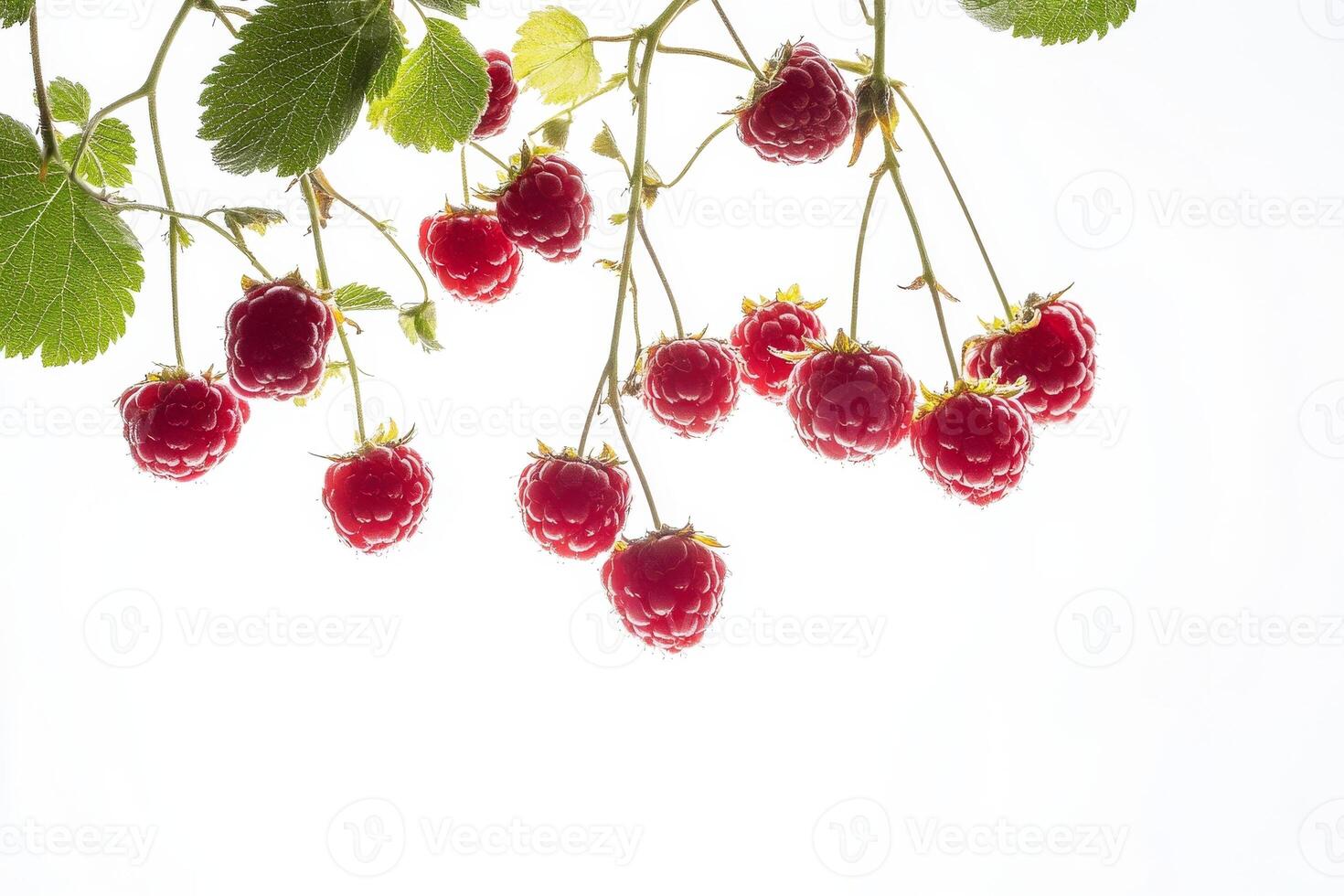 Raspberries on a branch photo