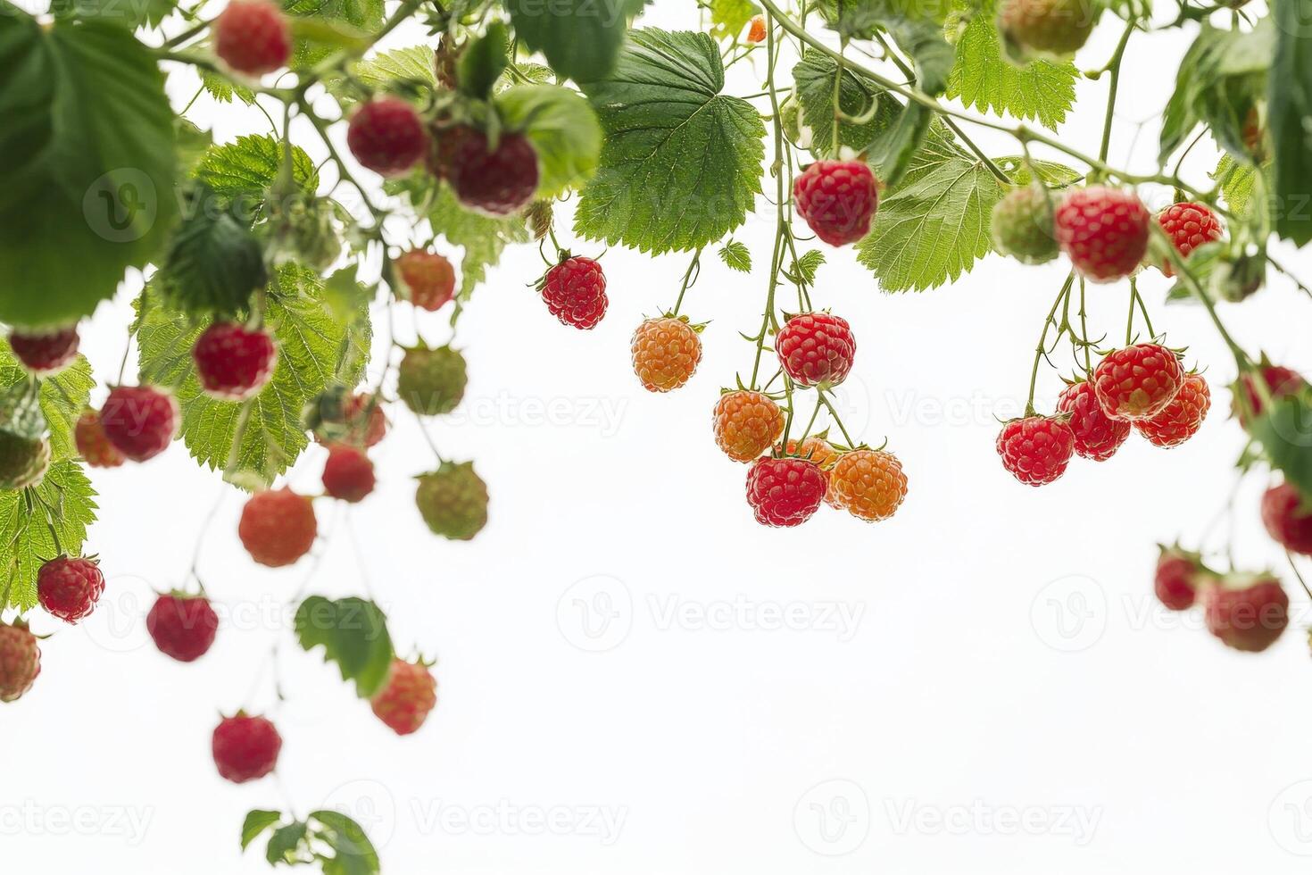 Raspberries on a tree photo