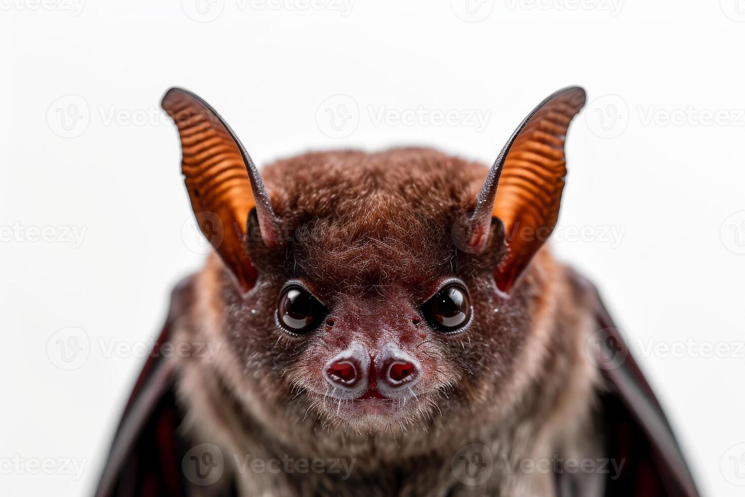 A close up of a bat with big ears photo
