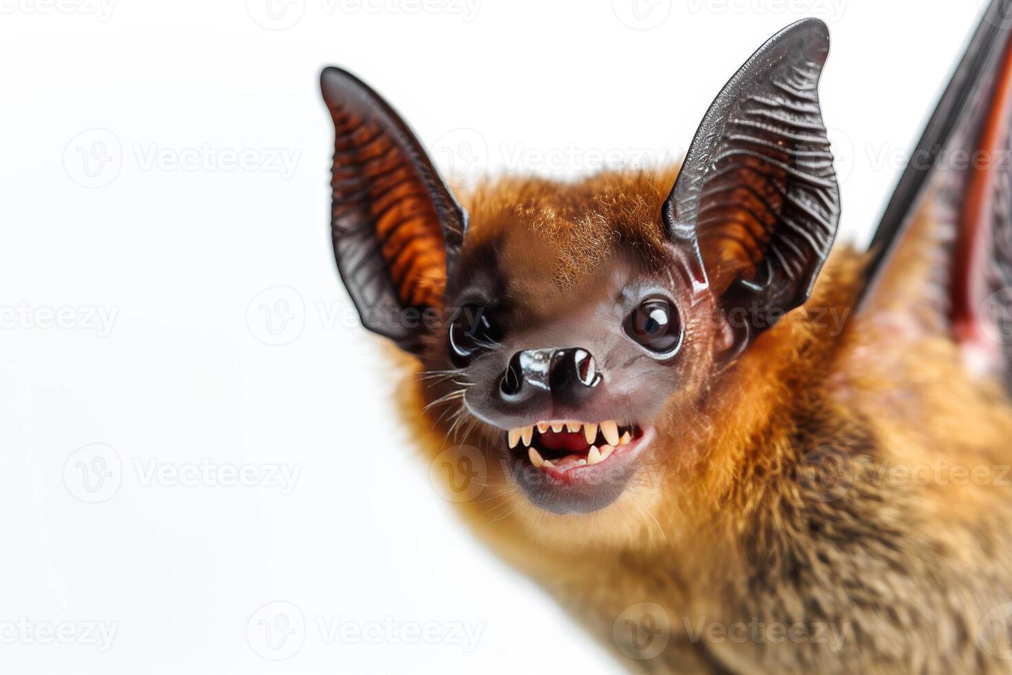 A close up of a bat with its mouth open photo
