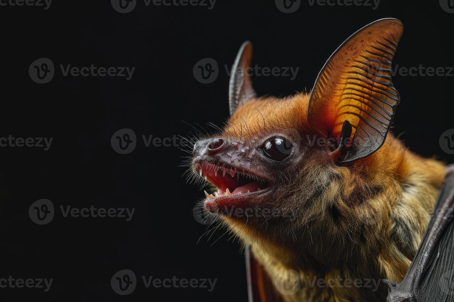 A bat with its mouth open and its teeth showing photo