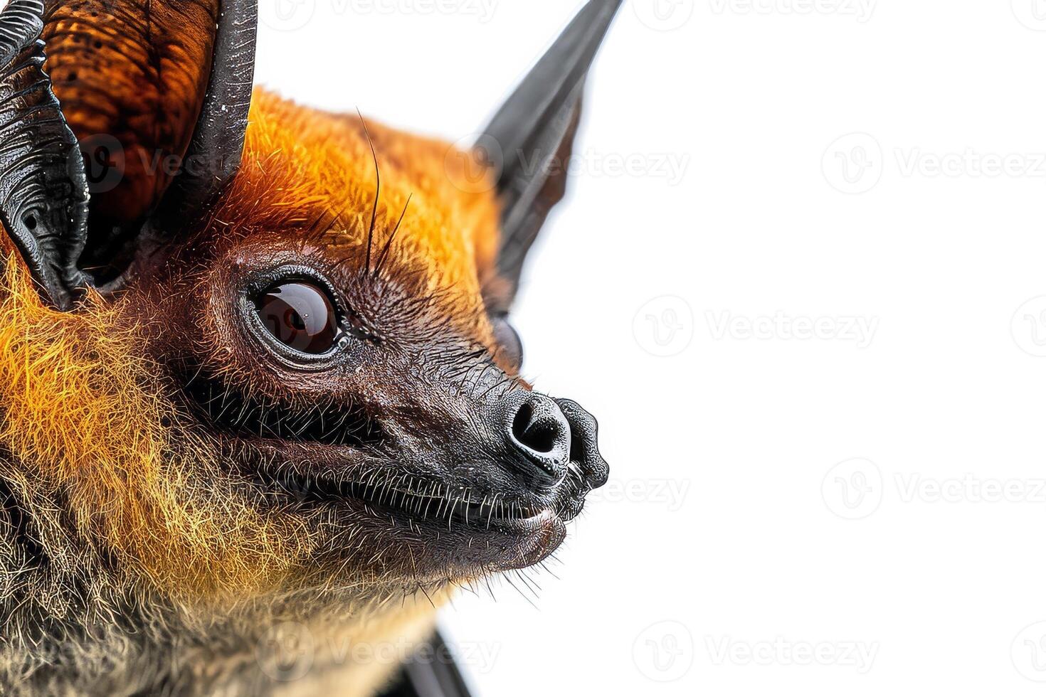 A close up of a bat with its mouth open photo