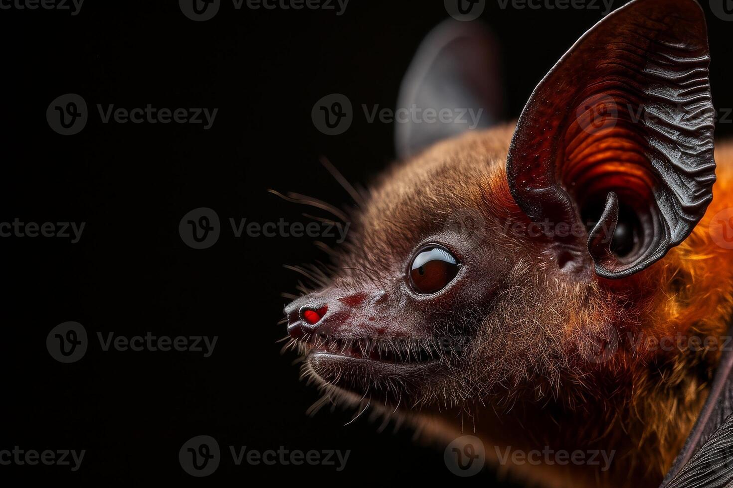 A close up of a bat with big ears photo