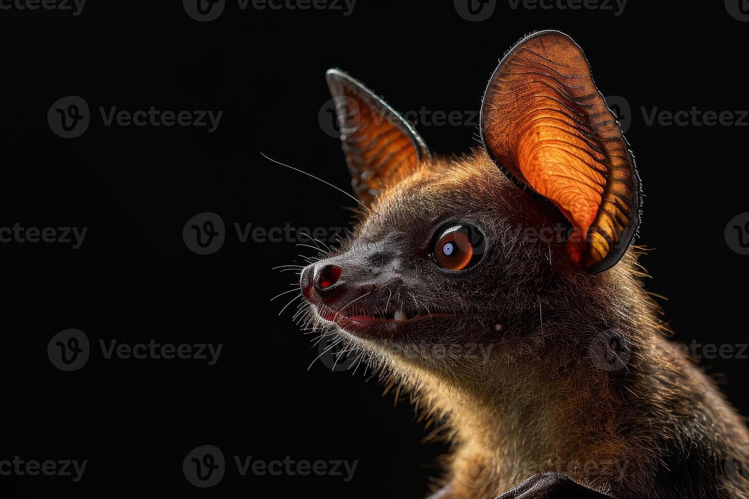 A bat with big ears and big eyes photo