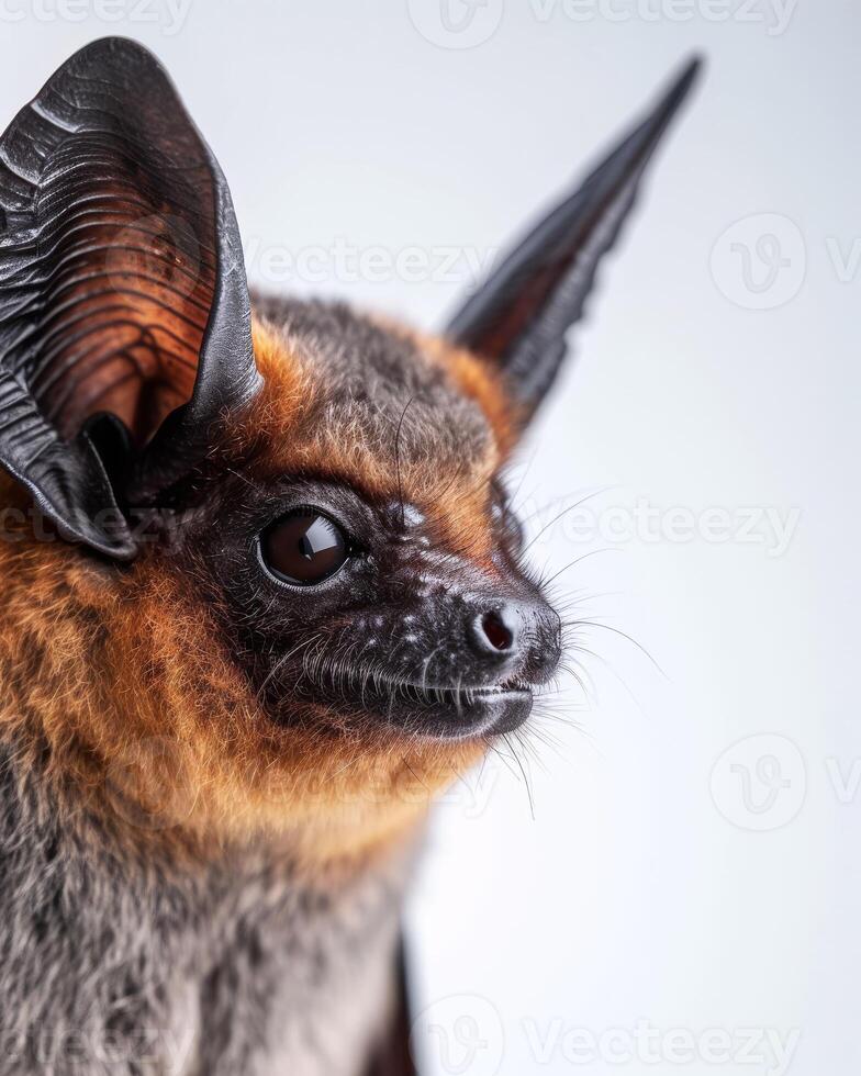 A close up of a bat with large ears photo