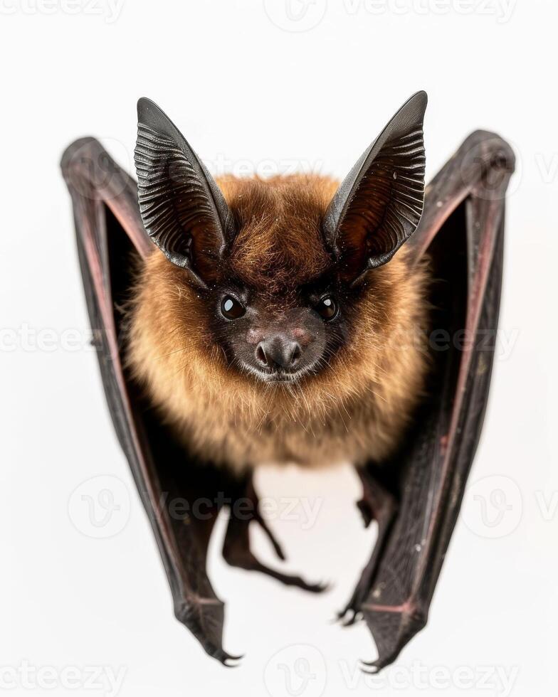 A bat with large ears and long wings photo