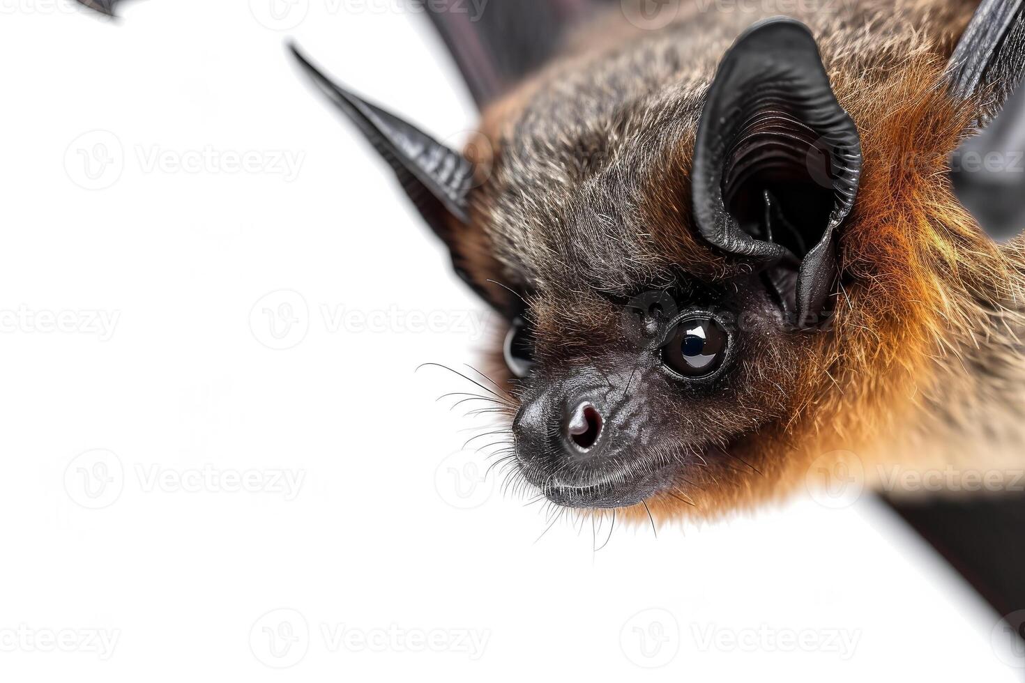 A close up of a bat with its wings spread photo