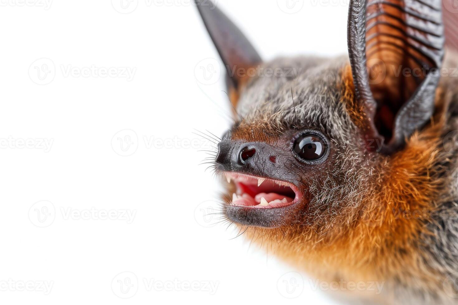 A bat with its mouth open and its teeth showing photo
