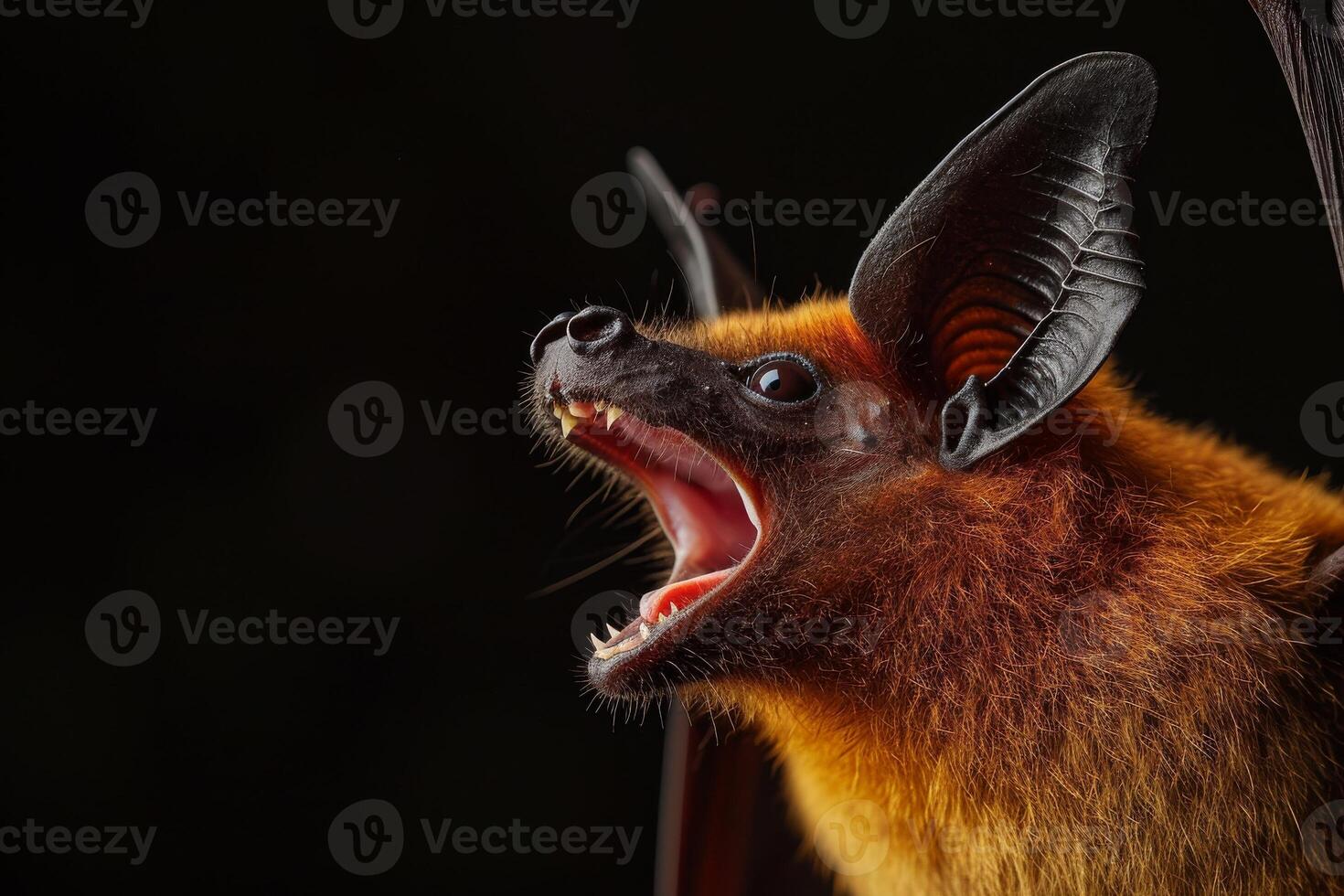 A bat with its mouth open and its mouth open photo