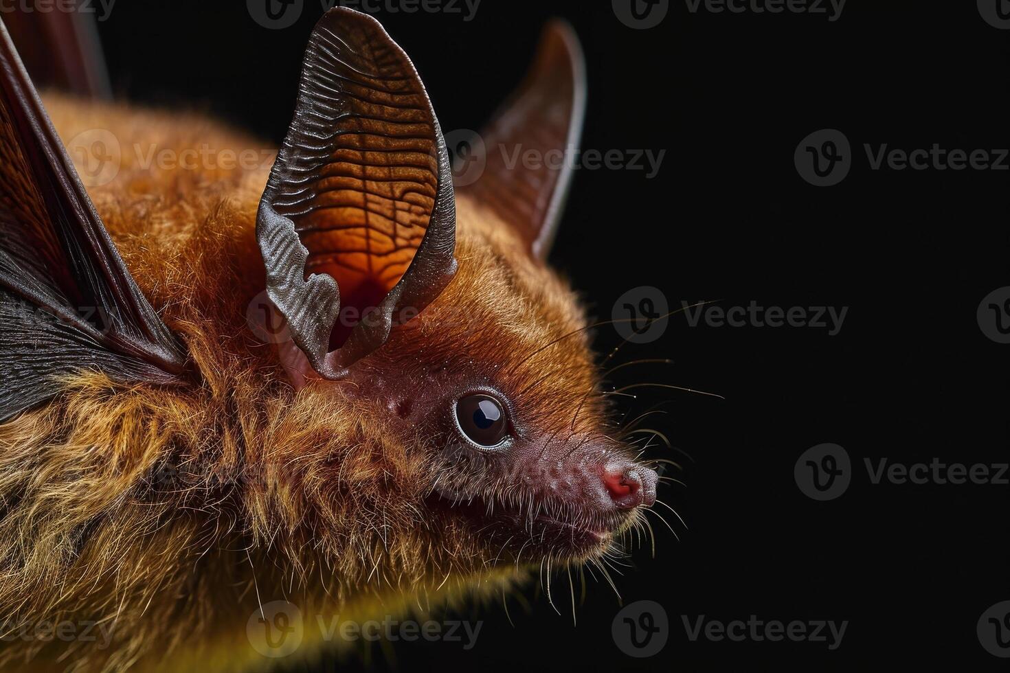 A close up of a bat with its wings spread photo
