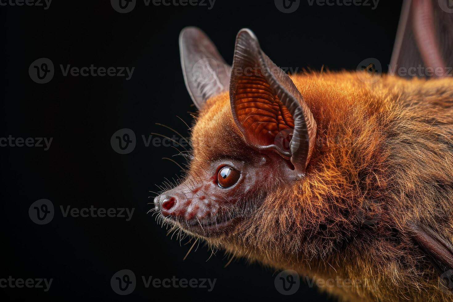 A close up of a bat with big eyes photo
