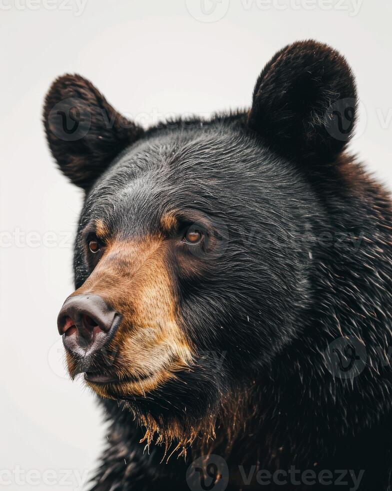 A close up of a black bear with a white background photo