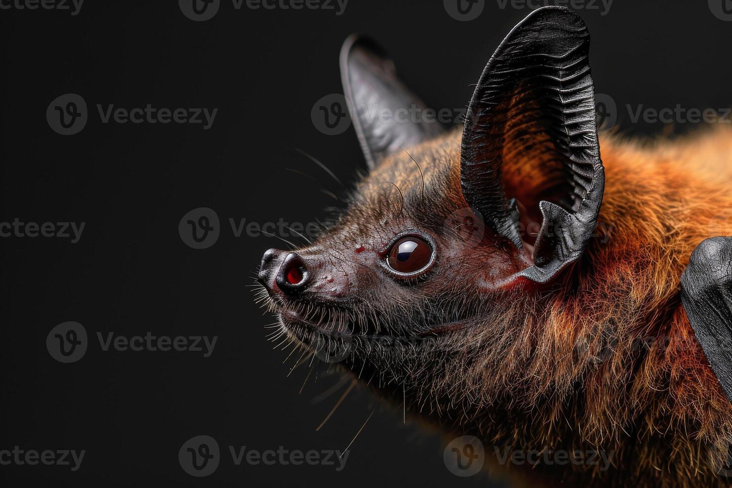 A close up of a bat with big ears photo