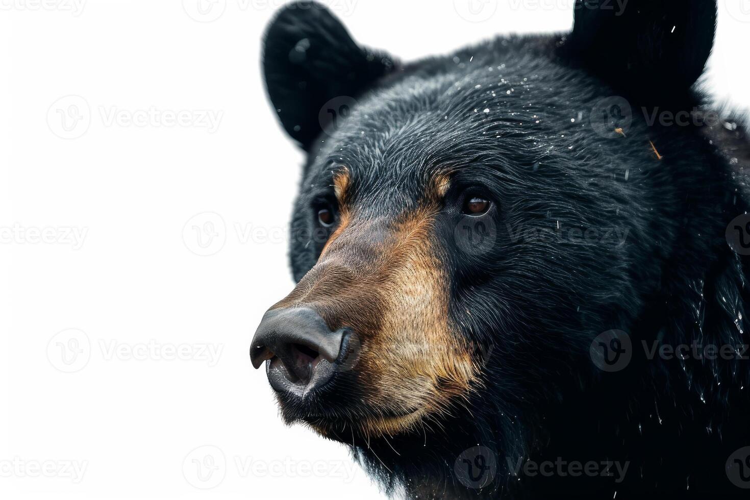 Black bear, isolated on white background photo