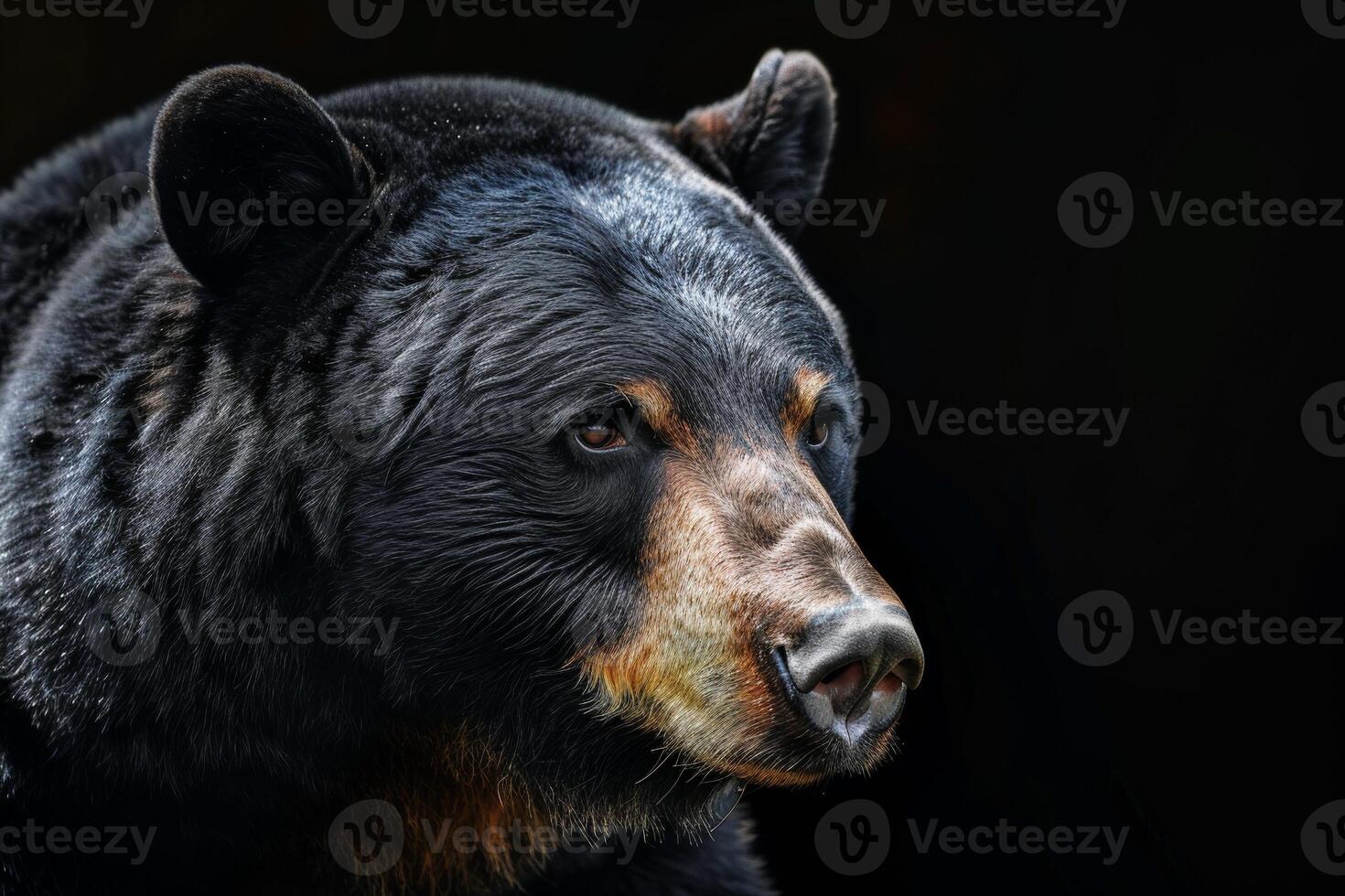 A black bear is looking into the distance photo