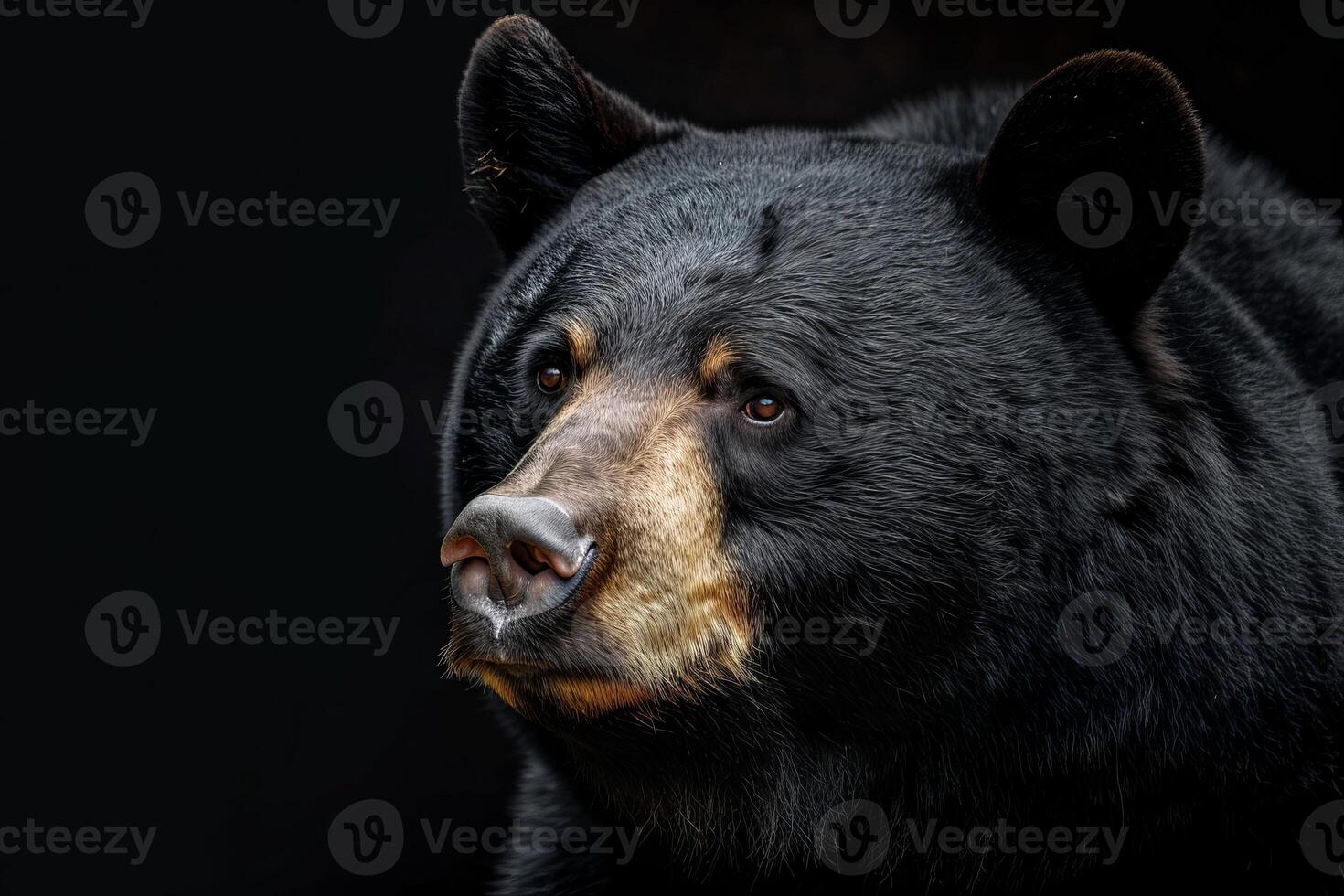 Black bear on black background photo