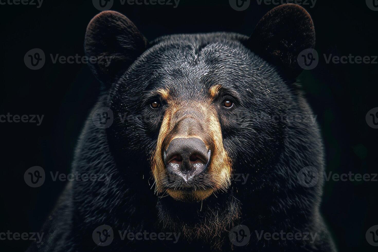 A black bear with brown spots photo