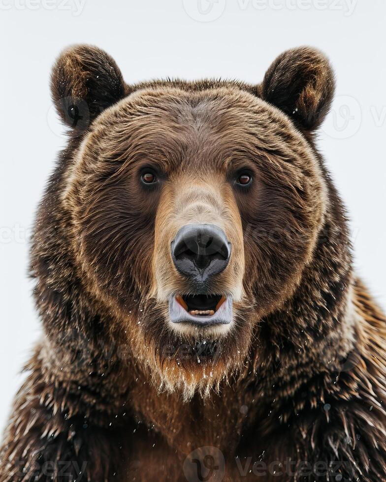 A close up of a brown bear with its mouth open photo