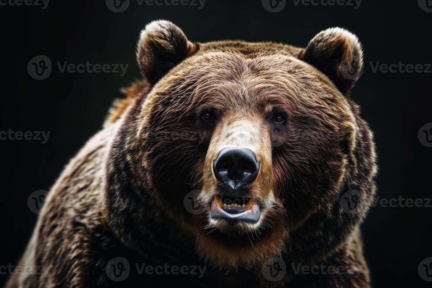 A close up of a brown bear with its mouth open photo