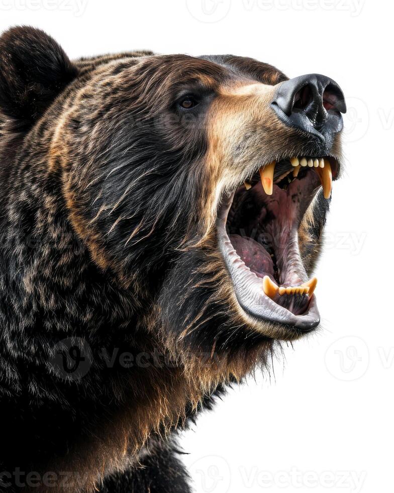 A large brown bear with its mouth open photo