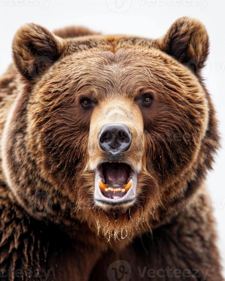 A close up of a brown bear with its mouth open photo