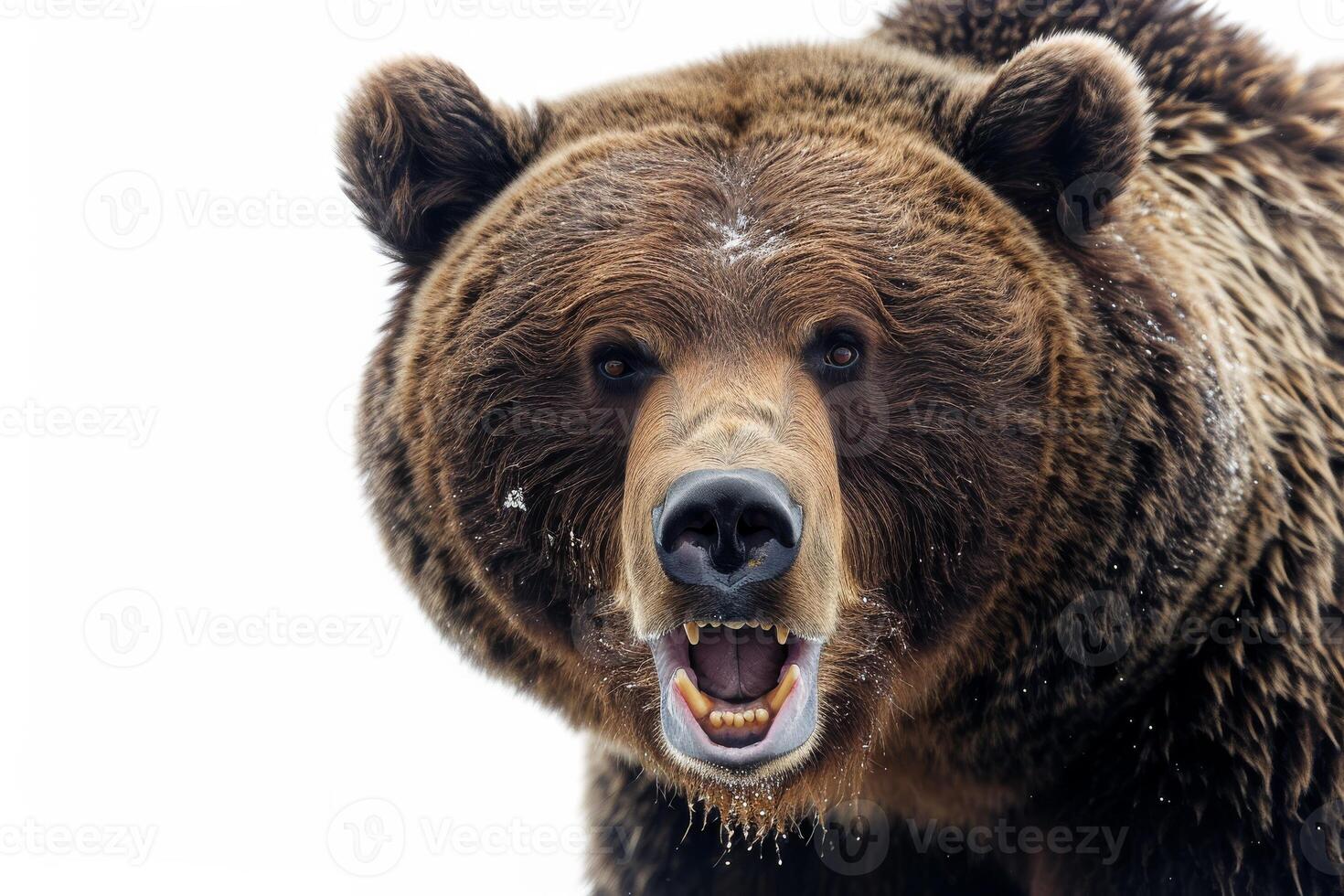 A close up of a brown bear with its mouth open photo