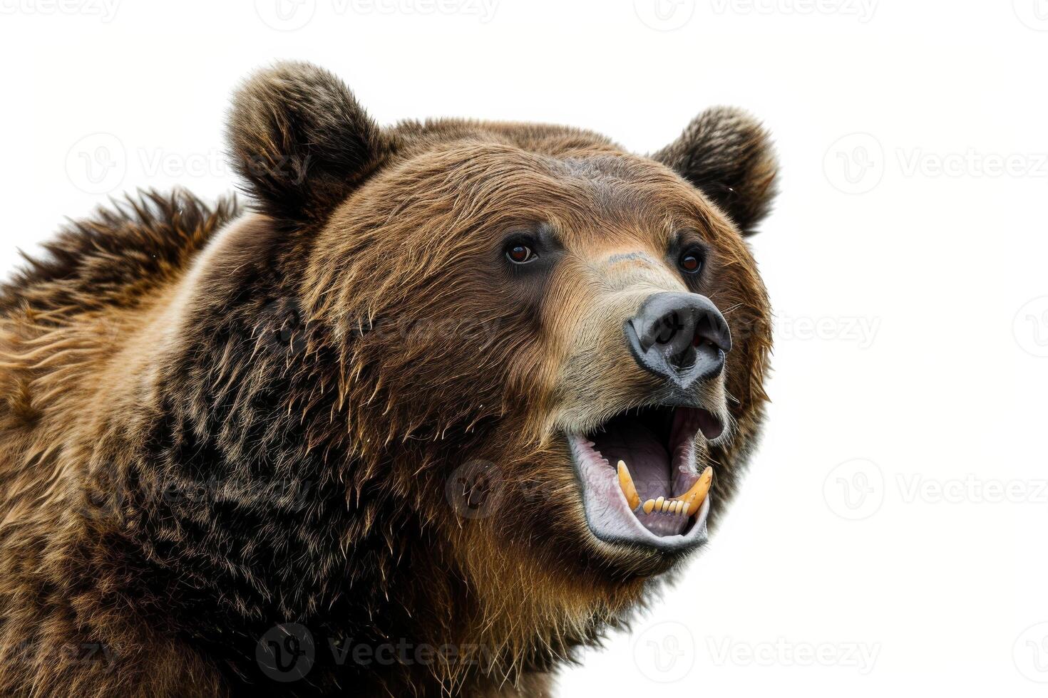 A brown bear with its mouth open and its mouth open photo