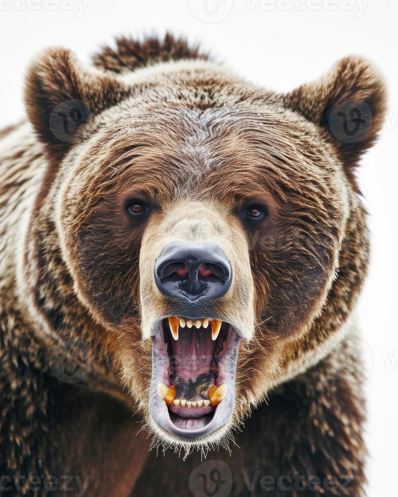 A large brown bear with its mouth open photo