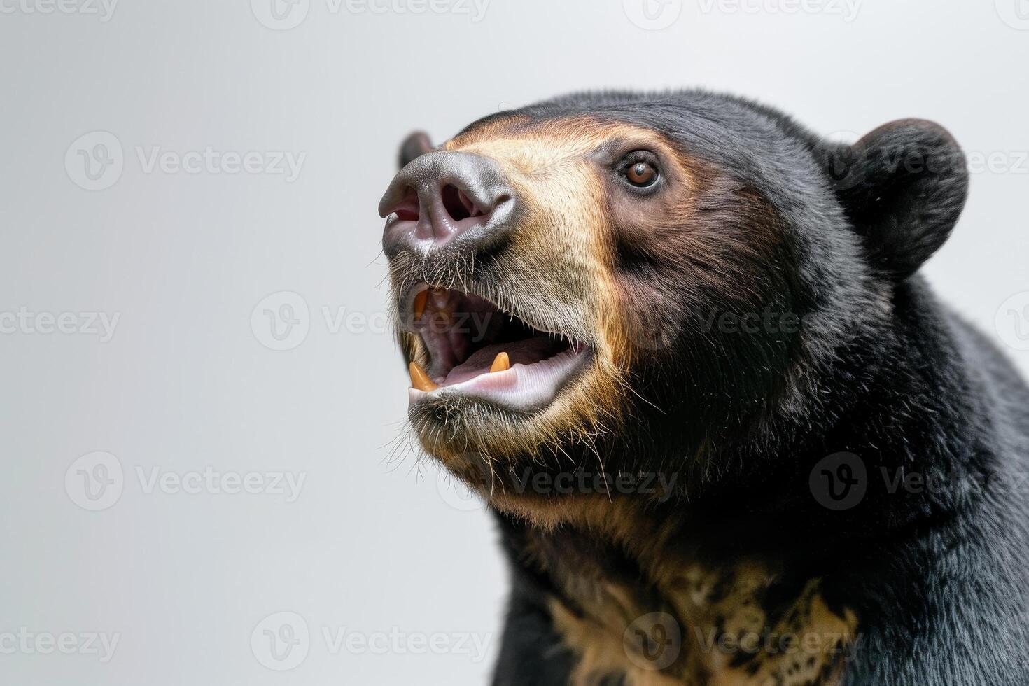 A close up of a bear with its mouth open photo