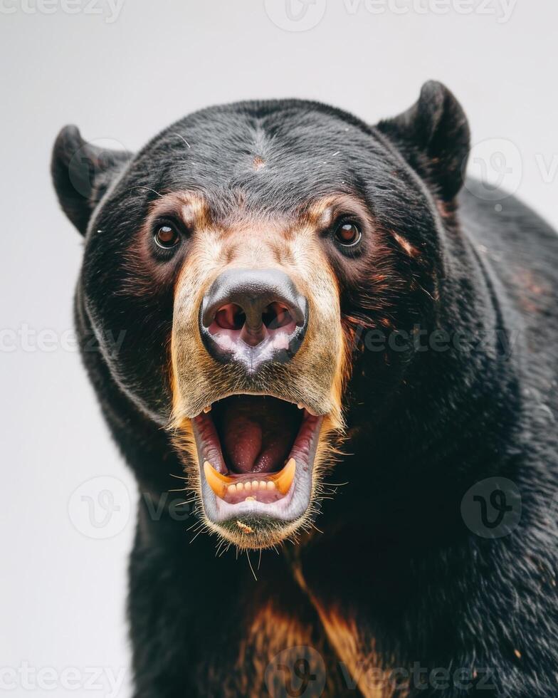A black bear with its mouth open and its teeth showing photo