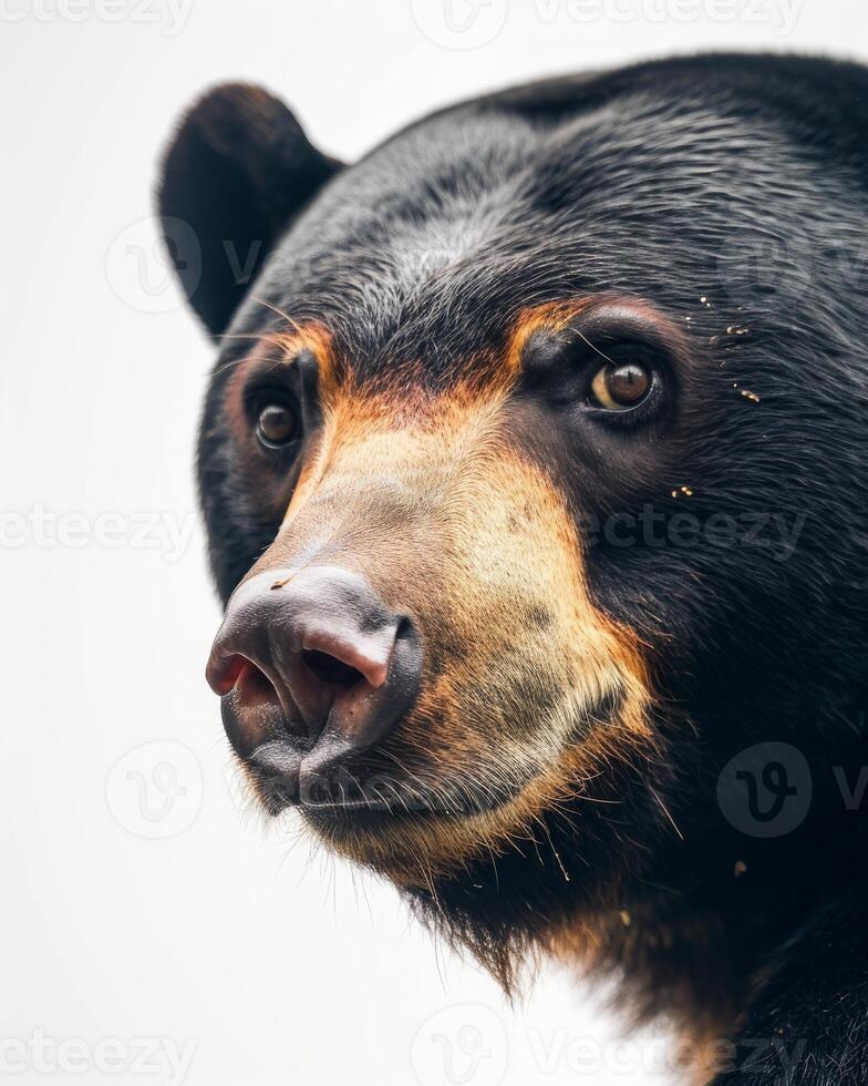 A close up of a black bear with a white background photo