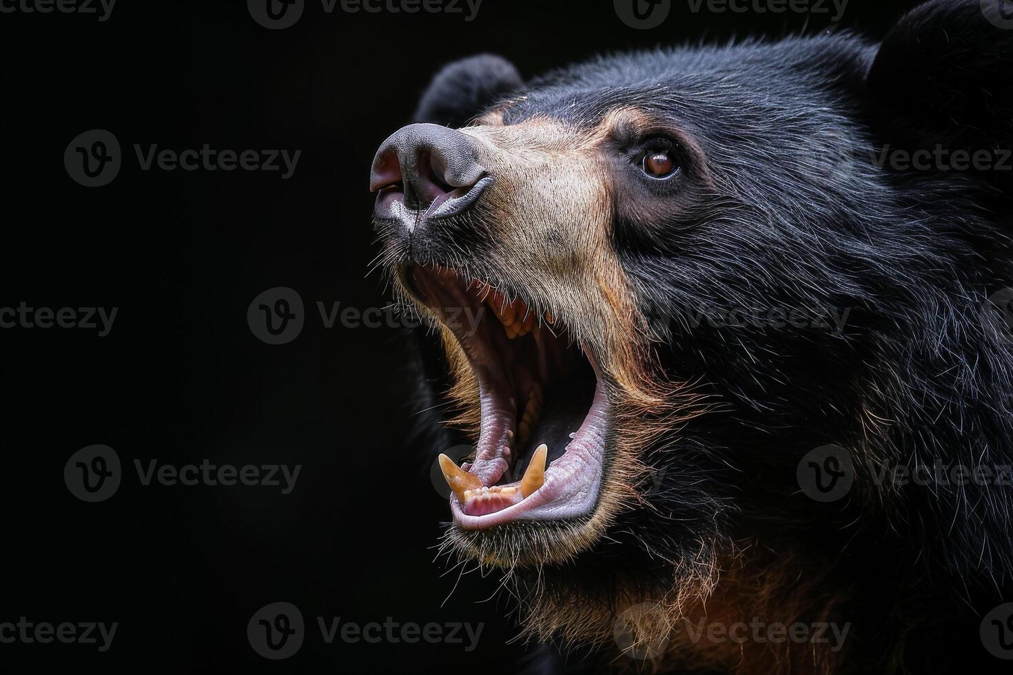 A black bear with its mouth open photo