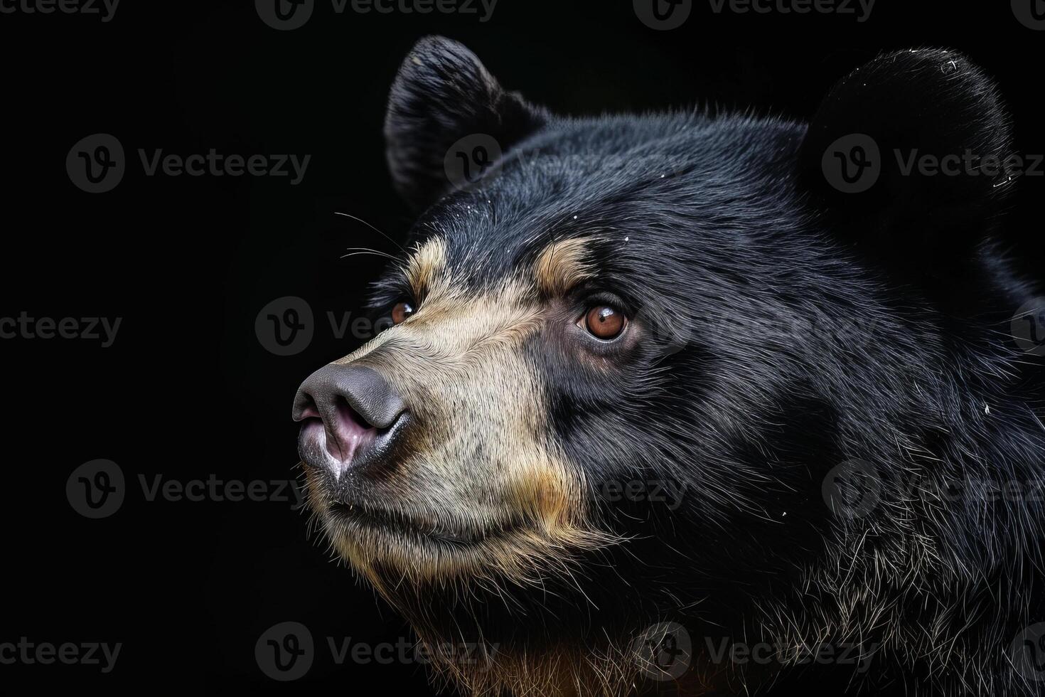 A black bear with brown eyes looking to the side photo