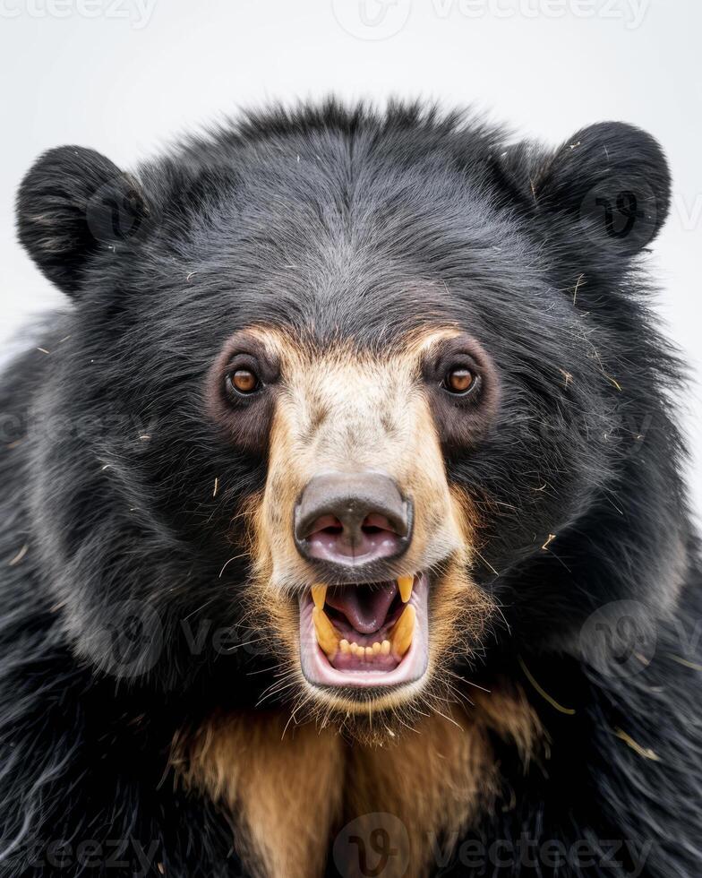 A black bear with its mouth open and teeth showing photo