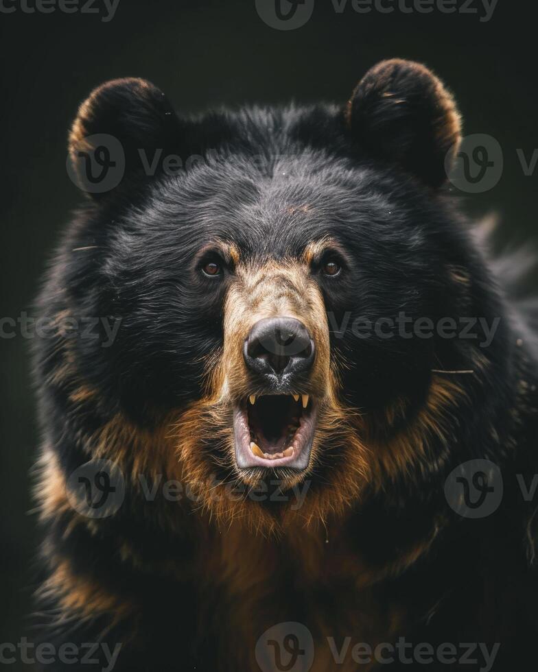 A black bear with its mouth open photo