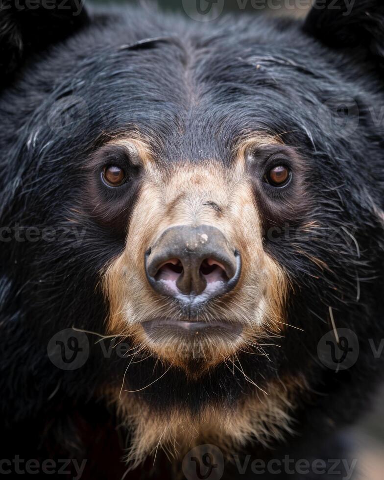 A close up of a black bear with a big nose photo