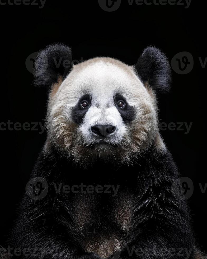 A panda bear is sitting in front of a black background photo