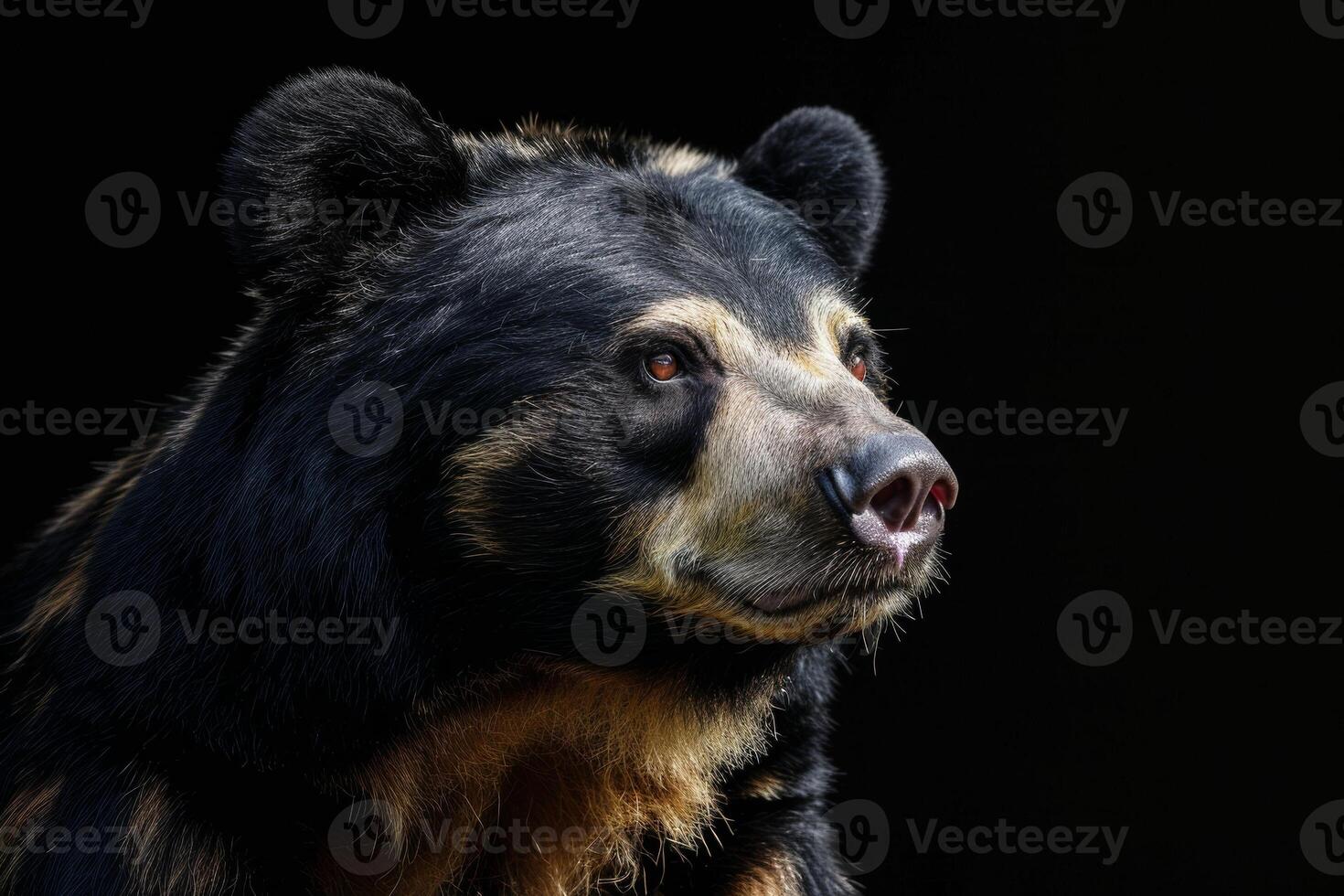 A black bear is looking into the distance photo