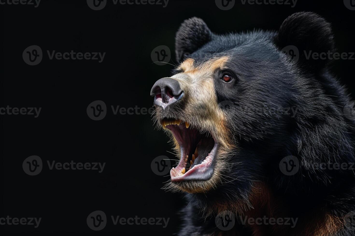 A black bear with its mouth open and its teeth showing photo