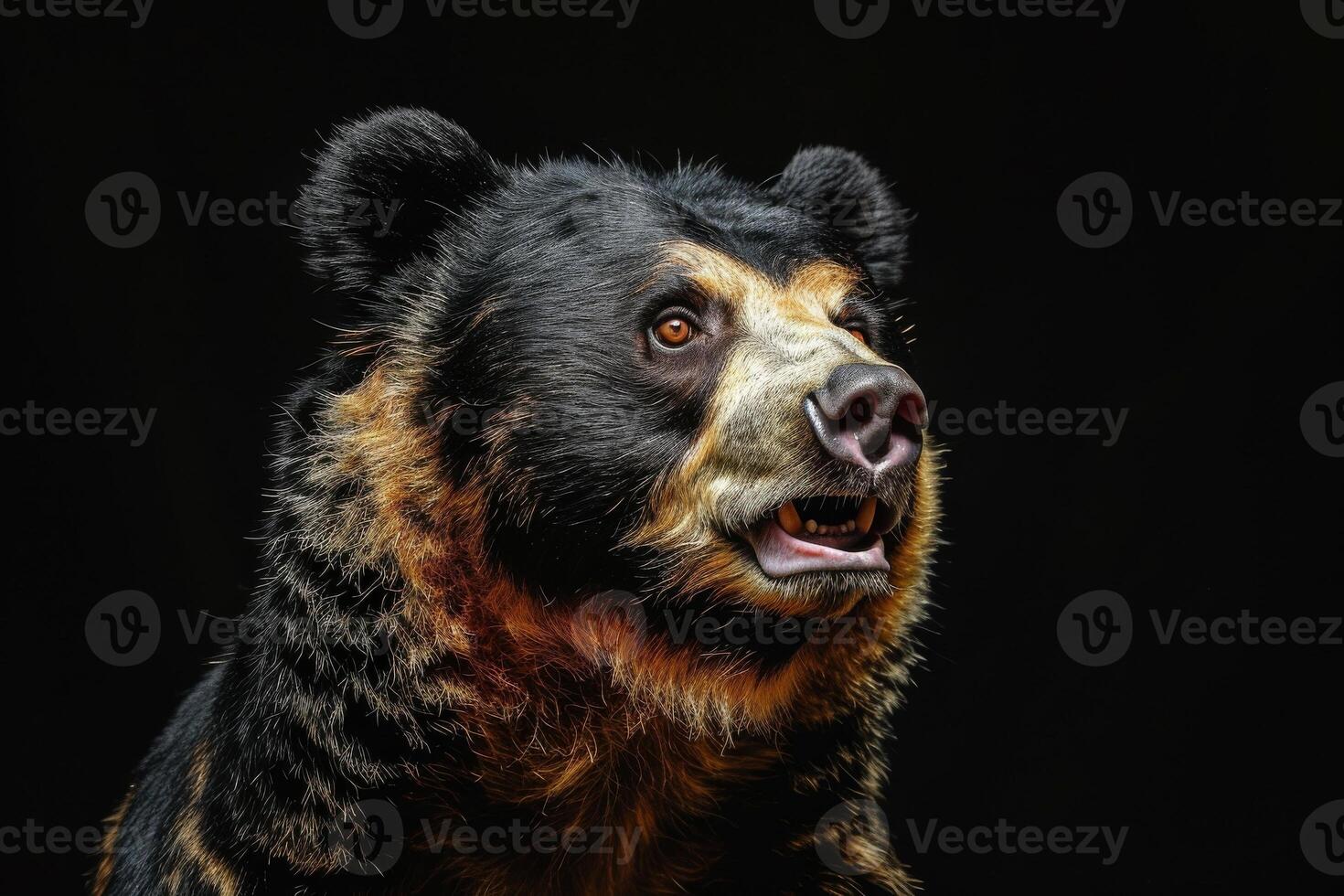 A bear with its mouth open on a black background photo
