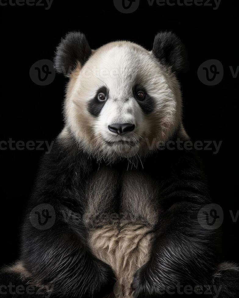 A panda bear sitting in front of a black background photo
